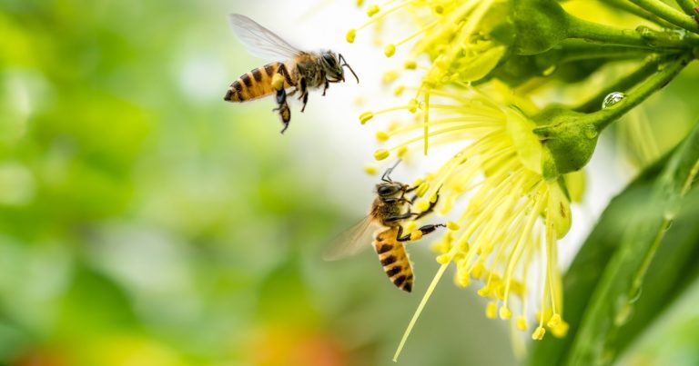 Hadüzenet a természet ellen – Ki porozza be a virágokat a méhek helyett?
